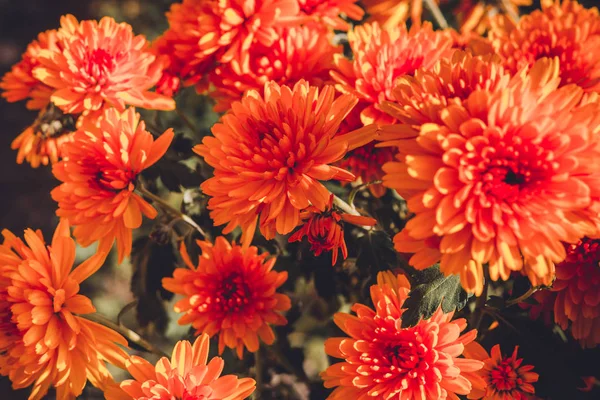 Red beautiful chrysanthemum in summer garden in countryside on flowerbed. — Stock Photo, Image