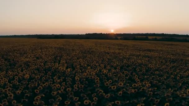 Magnifique paysage de champ de tournesol ukrainien au coucher du soleil près de l'étang 