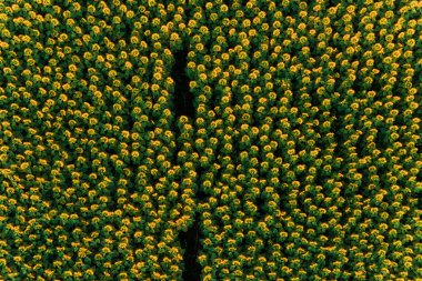 Çiçek açan ayçiçeği havadan görünümü ile Alan, kırsal alanlarda tarım.