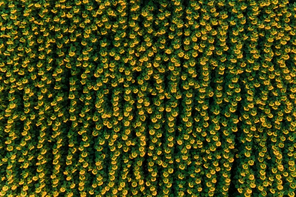 Field with blooming sunflowers aerial view, agrarian in rural areas. — Stock Photo, Image