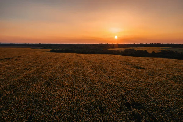 Champ de tournesol au coucher du soleil, Beau paysage naturel panorama . — Photo