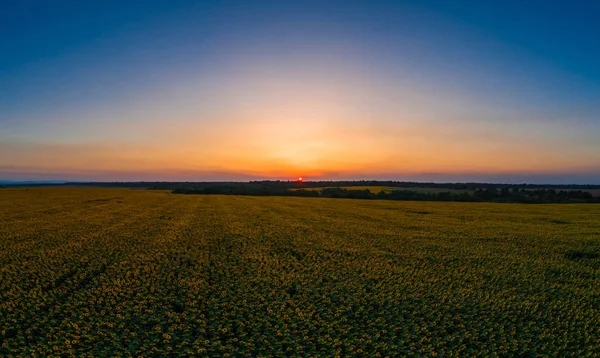 Champ de tournesol au coucher du soleil, Beau paysage naturel panorama . — Photo