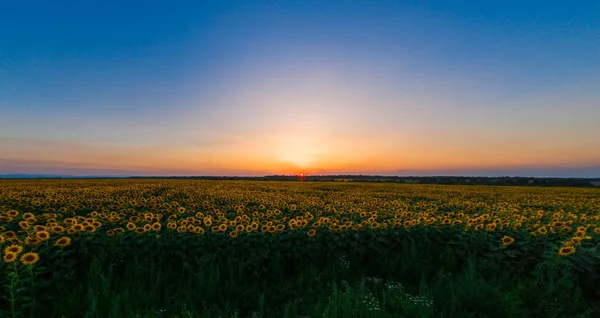 Χωράφι ηλίανθου σε γόνιμες μαύρες γαίες της Ουκρανίας, στον ορίζοντα ένα όμορφο ηλιοβασίλεμα, Πανόραμα. — Φωτογραφία Αρχείου
