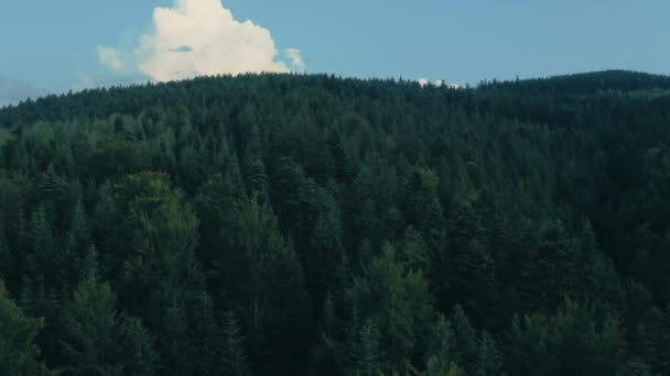 Aerial Video Shooting Ukrainian Carpathian Mountains Flying Tops Coniferous Trees — Stock Video