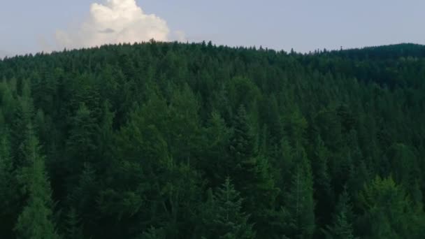 Aerial video shooting in the Ukrainian Carpathian Mountains flying over the tops of coniferous trees — Stock Video