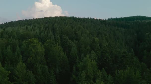 Aerial video shooting in the Ukrainian Carpathian Mountains flying over the tops of coniferous trees — Stock Video