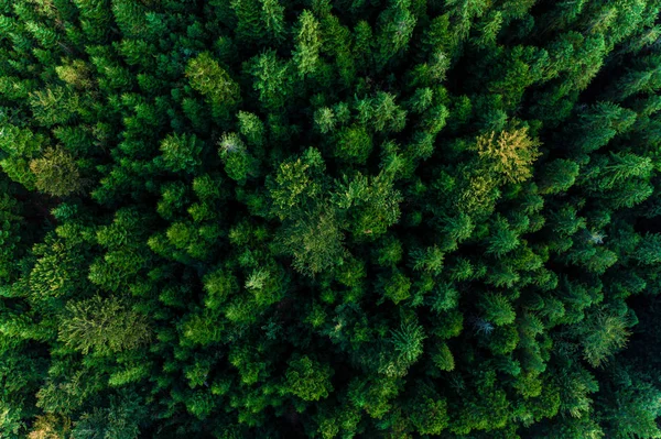 Vista superior de los árboles del bosque de los Cárpatos centenarios, textura hermosa . — Foto de Stock