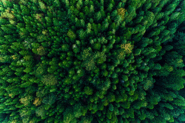 Вид сверху на вековые карпатские леса, красивая текстура
.