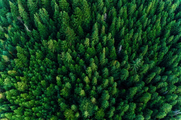 Bosque de picea de los Cárpatos Ucranianos, vista superior de pintorescos árboles centenarios . — Foto de Stock