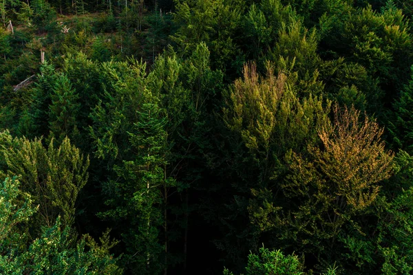 Vista superior de los árboles del bosque de los Cárpatos centenarios, textura hermosa . — Foto de Stock