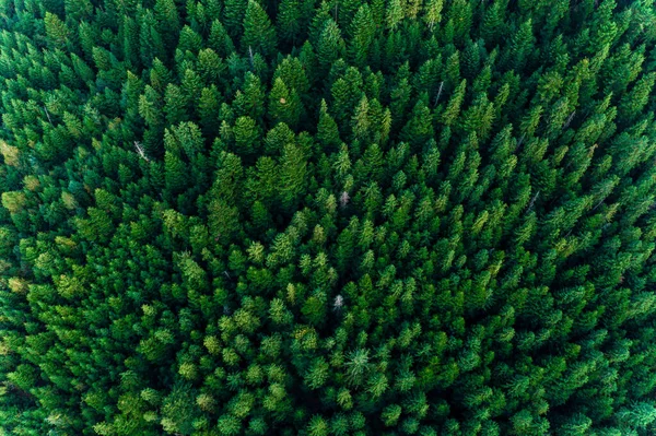 Bosque de picea de los Cárpatos Ucranianos, vista superior de pintorescos árboles centenarios . — Foto de Stock