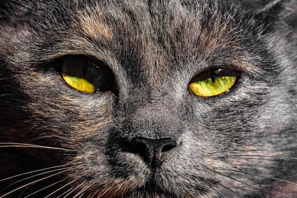 Gato cinza escuro com olhos amarelos olha diretamente para a câmera contra um céu azul . — Fotografia de Stock