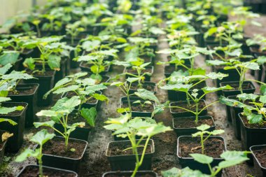 Genç yeşil Paulownia ağacı. 2021 'de bir bahçıvan tarafından çiçek açan ağaçların üretilmesi. Çiftçi serasında bir sürü saksı var..