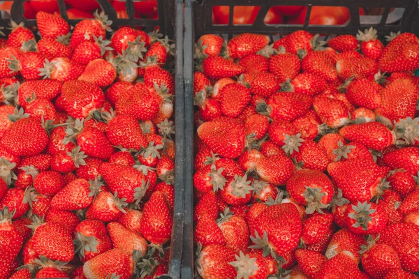 Muchas Fresas Rojas Maduras Cierran Para Venta Escaparate Del Mercado — Foto de Stock