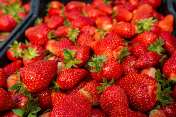 Viele Reife Rote Erdbeeren Stehen Zum Verkauf Schaufenster Des Einzelhandelsmarktes — Stockfoto