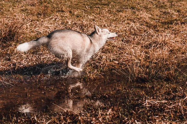 Jovem Lobo Branco Alcança Sua Presa Correndo Corpo Pantanoso Água — Fotografia de Stock