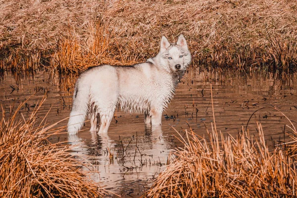 Jezeře Stojí Bílý Mladý Vlk Klidně Dívá Dopředu Chlupatý Sibiřský — Stock fotografie