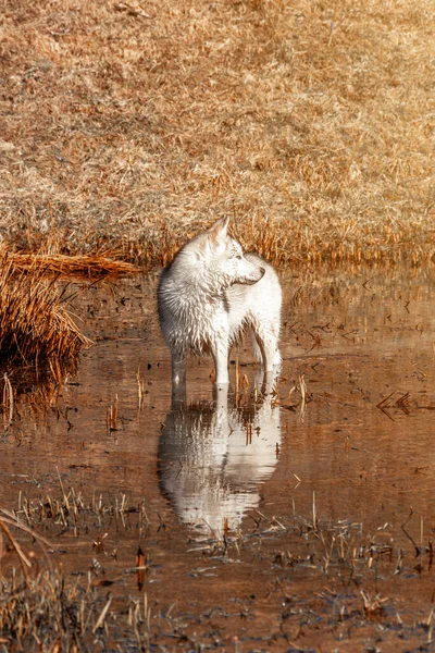 Siberian Husky Raça Cão Muito Semelhante Pesca Selvagem Lobo Branco — Fotografia de Stock