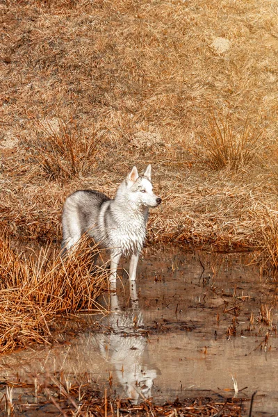 Jovem Lobo Branco Está Lago Calmamente Olha Para Frente Fluffy — Fotografia de Stock