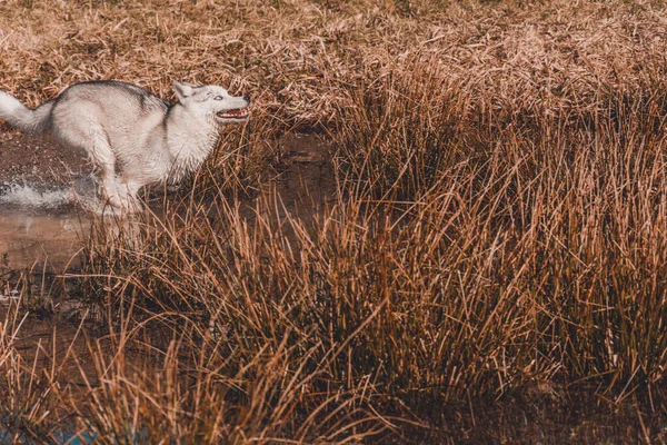 Jovem Lobo Branco Alcança Sua Presa Correndo Corpo Pantanoso Água — Fotografia de Stock