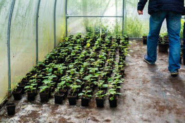 Genç yeşil Paulownia ağacı. 2021 'de bir bahçıvan tarafından çiçek açan ağaçların üretilmesi. Çiftçi serasında bir sürü saksı var..