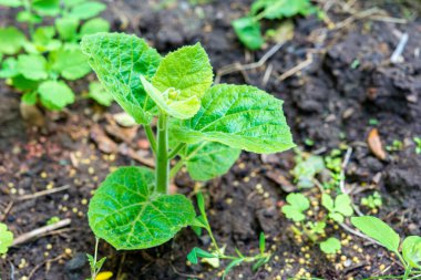 Genç yeşil Paulownia ağacı. Sanayi ölçeğinde bir bahçıvan tarafından çiçek açan ağaçların üretilmesi 2021.