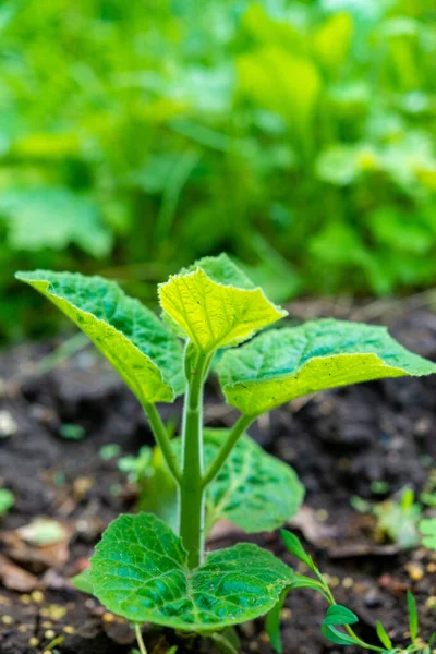 Jonge Groene Paulownia Boom Bloeiende Bomen Kweken Door Een Tuinman — Stockfoto