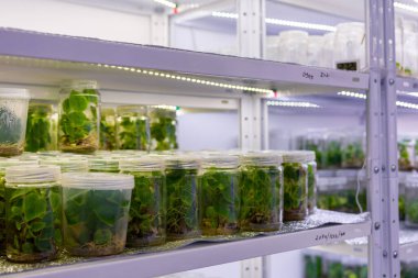 Steril şartlar altında Paulownia bitkileri yetiştiriyorum. Laboratuvarda 2021 yılının yapay ışıklandırması altında çiçek ve ağaçların mikro üretimi.