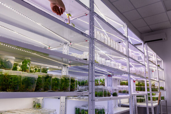 Growing paulownia plants under sterile conditions. Micropropagation of flowers and trees in the laboratory under artificial lighting 2021.