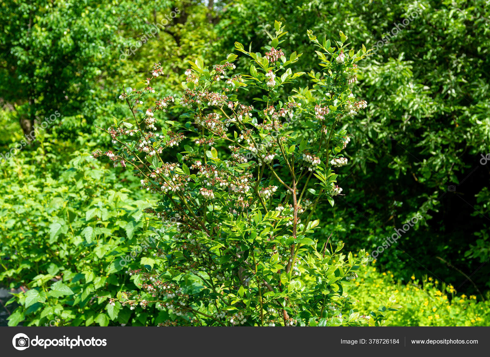 Flowering Pink Blueberry Bush Reproduction Fruitful Bushes Black