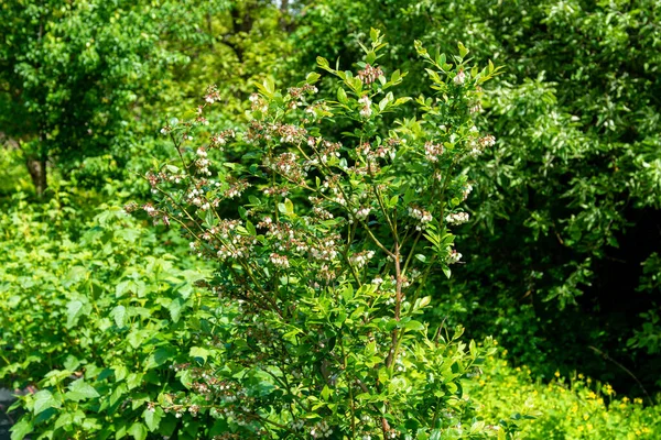 Arbusto Mirtilo Rosa Florido Reprodução Arbustos Frutíferos Bagas Pretas Fazenda — Fotografia de Stock