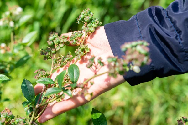 Flowering pink blueberry bush. Reproduction of fruitful bushes of black berries on the farm 2021.