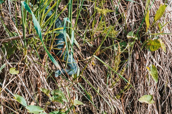 Vipère Des Carpates Chasse Déguisée Dans Herbe Verte Serpent Noir — Photo