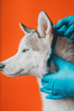 Steril eldivenli bir veteriner tarafından köpeğe asalak tasması takmak. Hayvan bakımı. Veteriner hastanelerinde beyin iltihabının önlenmesi 2021.