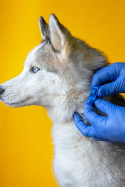 Steril eldivenli bir veteriner tarafından köpeğe asalak tasması takmak. Hayvan bakımı. Veteriner hastanelerinde beyin iltihabının önlenmesi 2021.