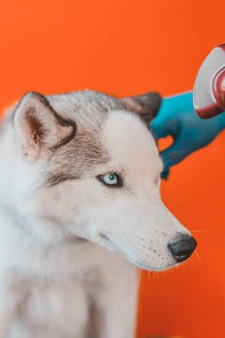 Yıkandıktan sonra kurumuş köpek tımarcısı. Güzellik salonunda haftalık hayvan bakımı. 2021 'de saç kurutma makinesiyle mavi gözlü bir evcil kurtla savaşmak..