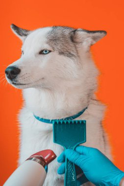 Yıkandıktan sonra kurumuş köpek tımarcısı. Güzellik salonunda haftalık hayvan bakımı. 2021 'de saç kurutma makinesiyle mavi gözlü bir evcil kurtla savaşmak..