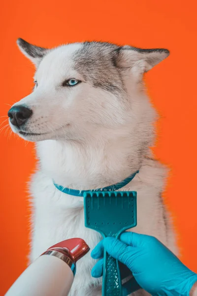 Drying husky dog groomer after bathing. Weekly pet care in the beauty salon. Combing a domestic wolf with blue eyes with a comb and hair dryer 2021.