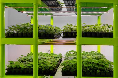 Yapay ışıklandırma küçük paulownia fidanlarıyla ayakta duruyor. Süslü çalılar ve ağaçlar yetiştirmek için steril laboratuvar 2021.