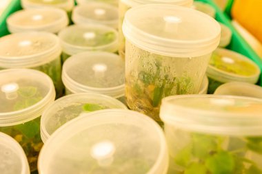 Steril koşullarda tüp bebek teknolojisiyle yabanmersini yetiştirmek. Laboratuvarda 2021 yılının yapay ışıklandırması altında çiçek ve ağaçların mikro üretimi.