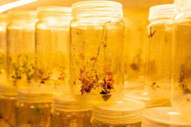 Steril koşullarda tüp bebek teknolojisiyle yabanmersini yetiştirmek. Laboratuvarda 2021 yılının yapay ışıklandırması altında çiçek ve ağaçların mikro üretimi.