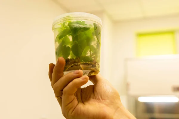 Biólogos Mão Mantém Recipiente Estéril Hermético Com Pequenas Plantas Cultivo — Fotografia de Stock