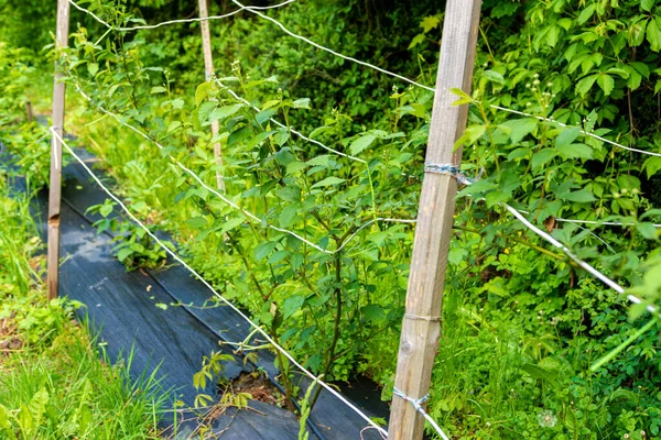 Agrofaser Auf Einem Bauernhof Für Den Anbau Von Sträuchern Sorte — Stockfoto