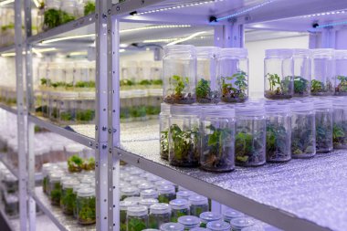 Steril şartlar altında Paulownia bitkileri yetiştiriyorum. Laboratuvarda 2021 yılının yapay ışıklandırması altında çiçek ve ağaçların mikro üretimi.