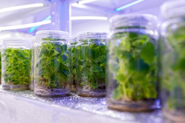 Steril şartlar altında Paulownia bitkileri yetiştiriyorum. Laboratuvarda 2021 yılının yapay ışıklandırması altında çiçek ve ağaçların mikro üretimi.