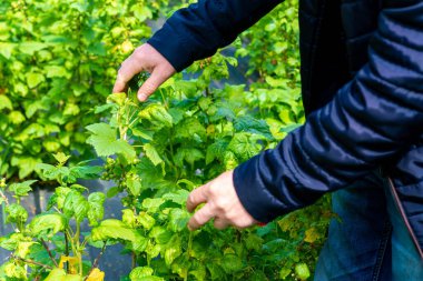 Baharda olgunlaşmamış frenk üzümü çalısı. Çiftçi önleme için frenk üzümü çalılarını kontrol eder..