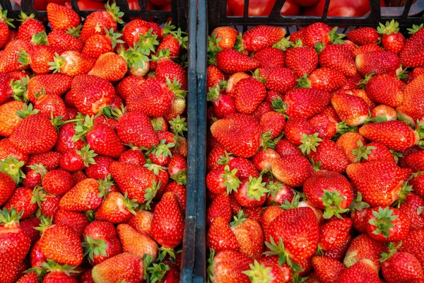 Muchas Fresas Rojas Maduras Cierran Para Venta Escaparate Del Mercado — Foto de Stock