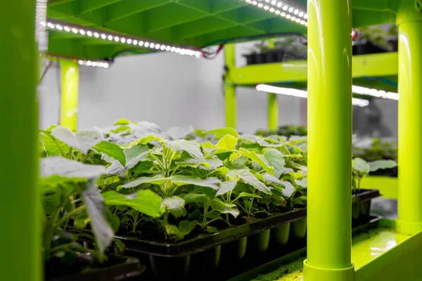 Iluminación Artificial Con Pequeñas Plántulas Paulownia Laboratorio Estéril Para Cultivo —  Fotos de Stock