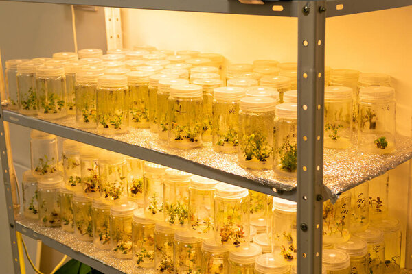 Growing blueberry plants in sterile conditions by in vitro technology. Micropropagation of flowers and trees in the laboratory under artificial lighting 2021.