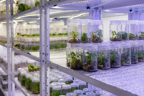 Steril Şartlar Altında Paulownia Bitkileri Yetiştiriyorum Laboratuvarda 2021 Yılının Yapay — Stok fotoğraf